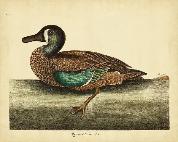 Catesby White-face Teal Pl. T100