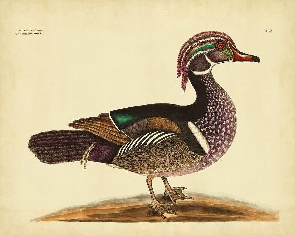 Catesby Summer Duck PL T97