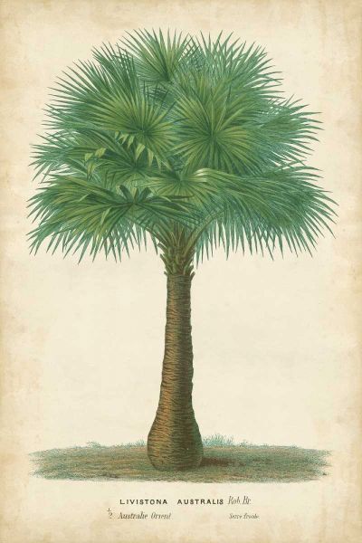 Palm of the Tropics I