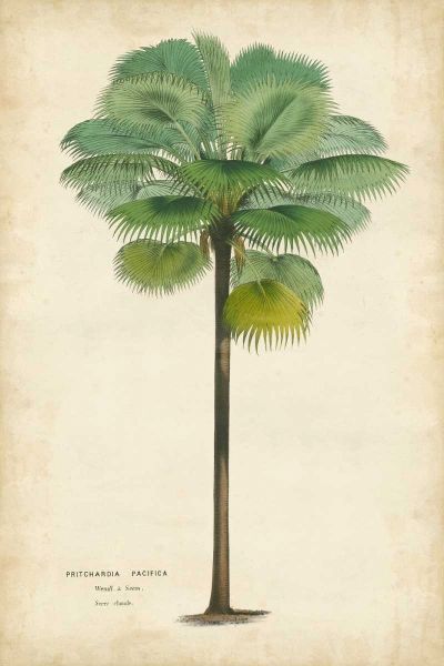 Palm of the Tropics II