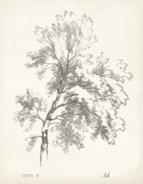 Ash Tree Study
