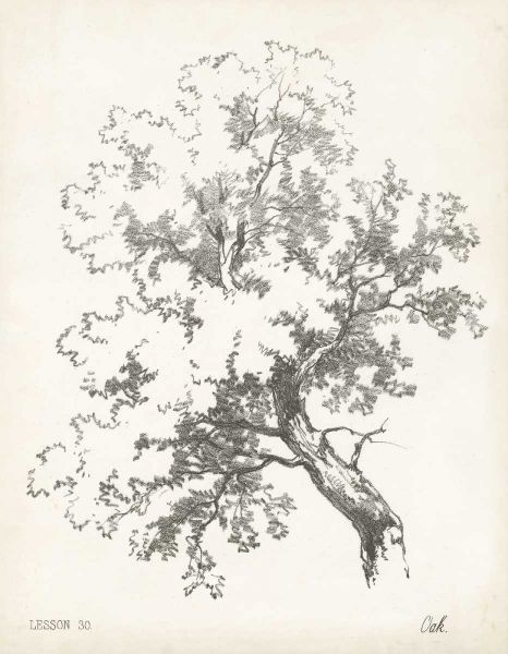 Oak Tree Study