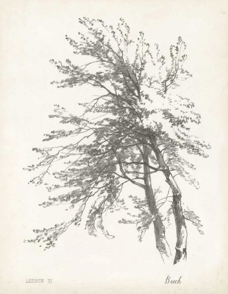 Beech Tree Study