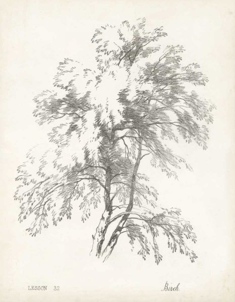 Birch Tree Study