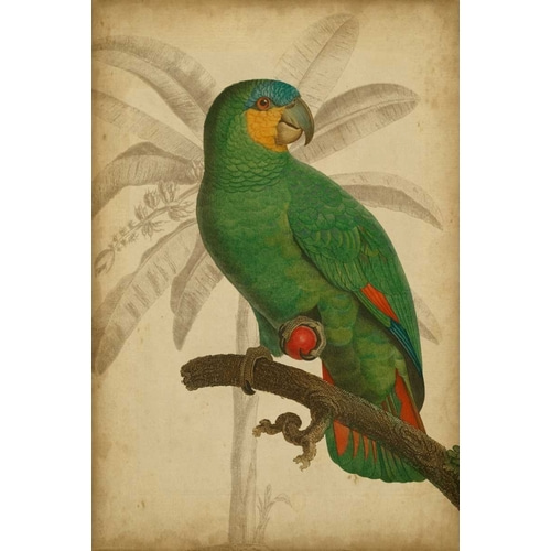 Parrot and Palm I