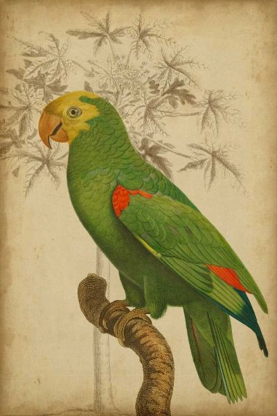 Parrot and Palm III