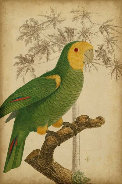 Parrot and Palm IV