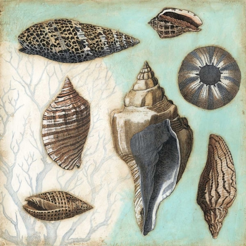 Antique Shell Collage II