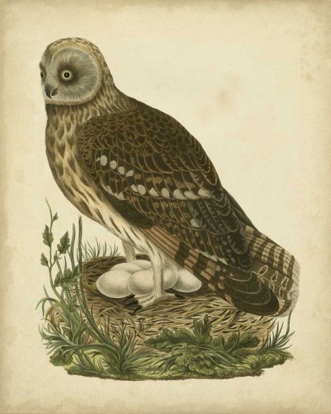 Antique Nozeman Owl I