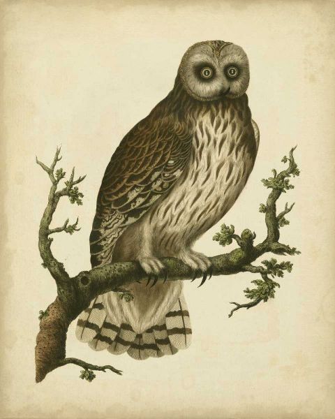 Antique Nozeman Owl II