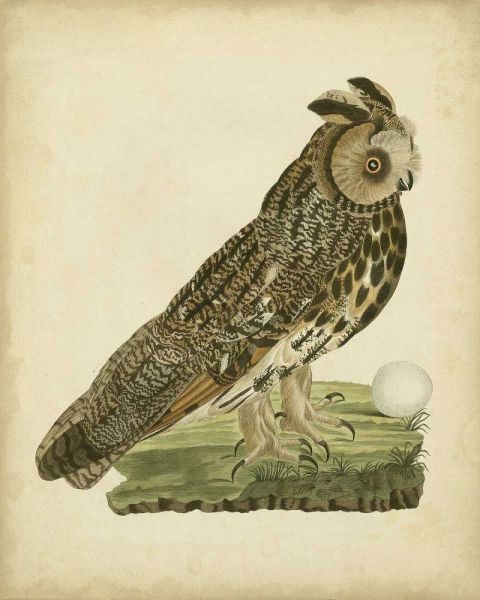 Antique Nozeman Owl III