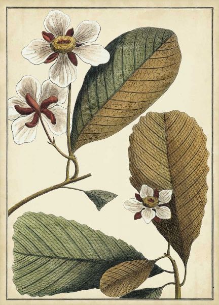 Ivory Botanical Study III