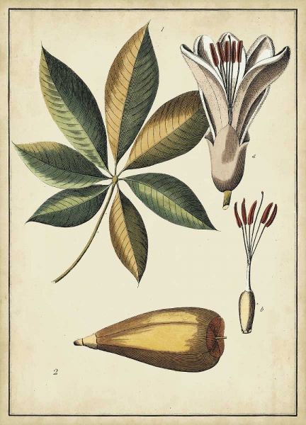 Ivory Botanical Study IV