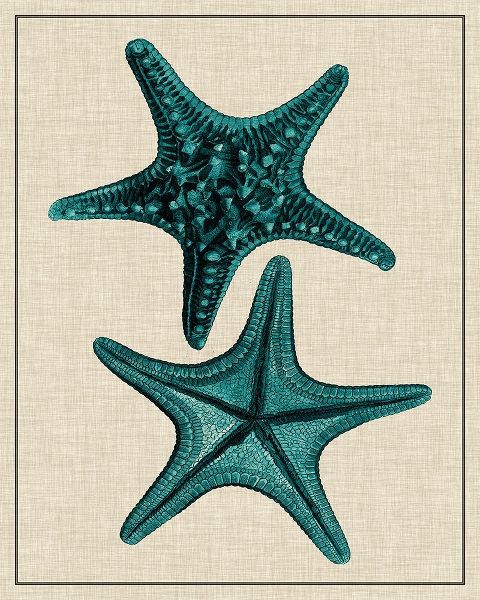 Coastal Starfish II