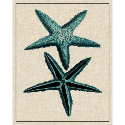 Coastal Starfish III