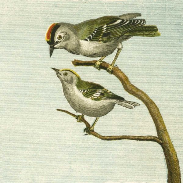 Mini Vintage Birds II