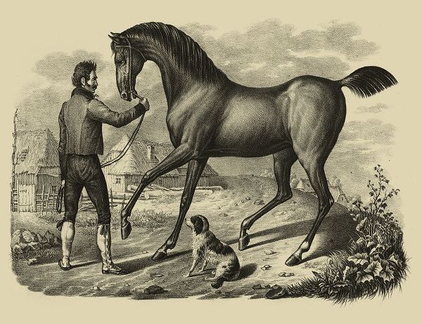 Horse and Horsemen VI