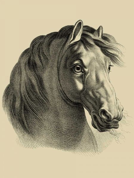 Equestrian Portrait II