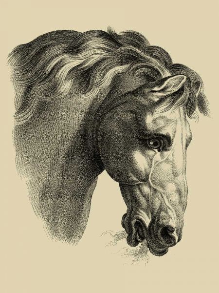 Equestrian Portrait IV