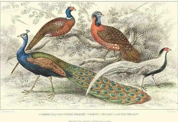 Peacock and Pheasants