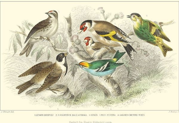 Goldfinch, Buntings and Wrens