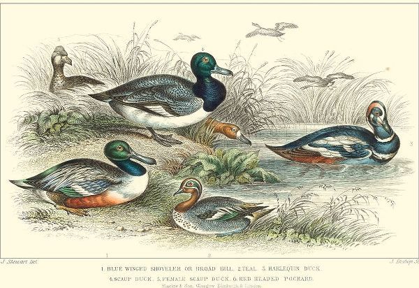 Duck Varieties