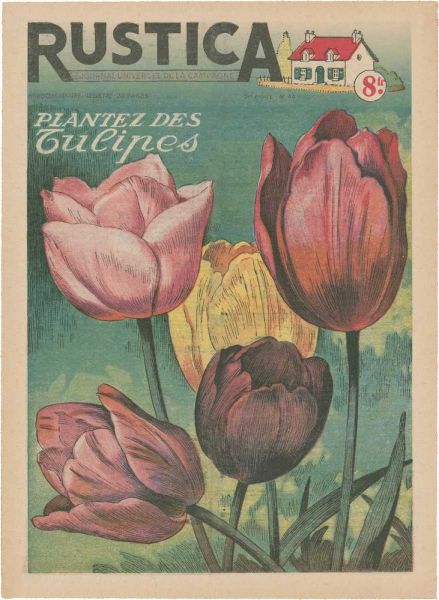 Plantez Des Tulips