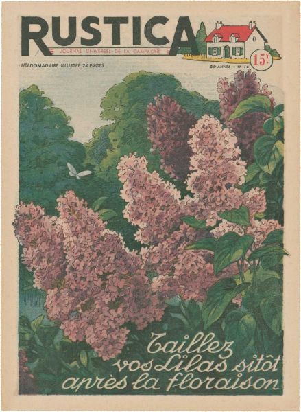 Plantez Des Lilacs