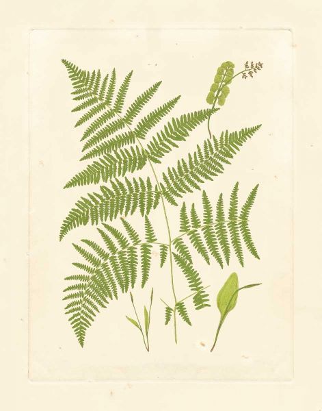 Ferns with Platemark I