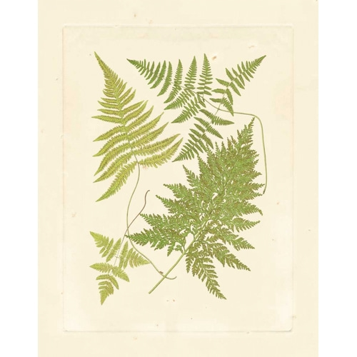 Ferns with Platemark VI