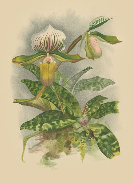 Lindenia Orchids I