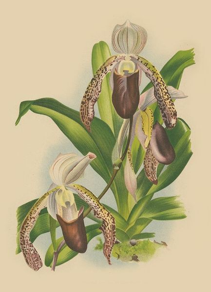 Lindenia Orchids II