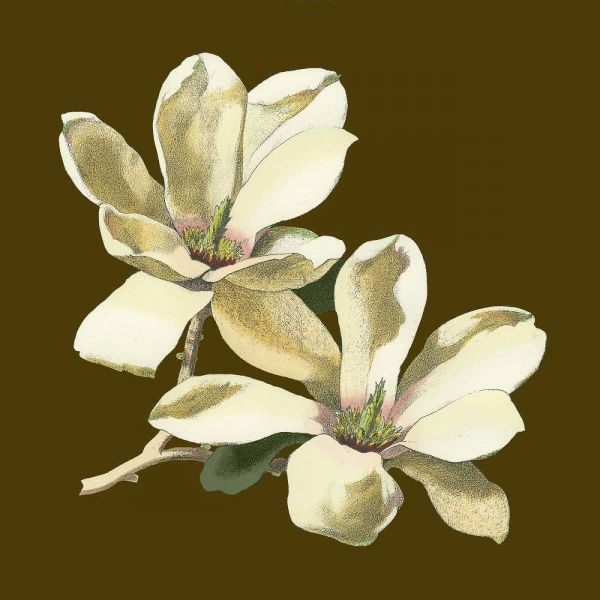 Magnolia on Taupe II