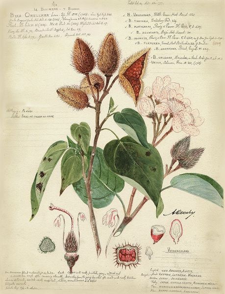 Descube Botanical V