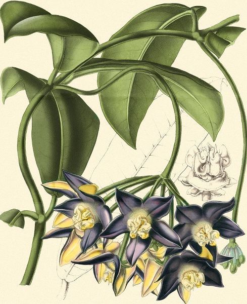 Vision Studio 아티스트의 Exotic Foliage III작품입니다.