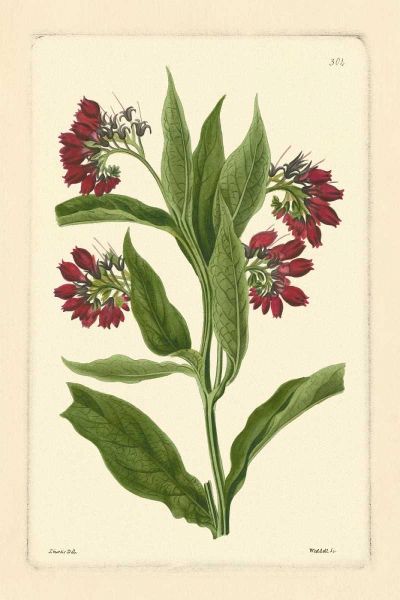 Red Curtis Botanical I