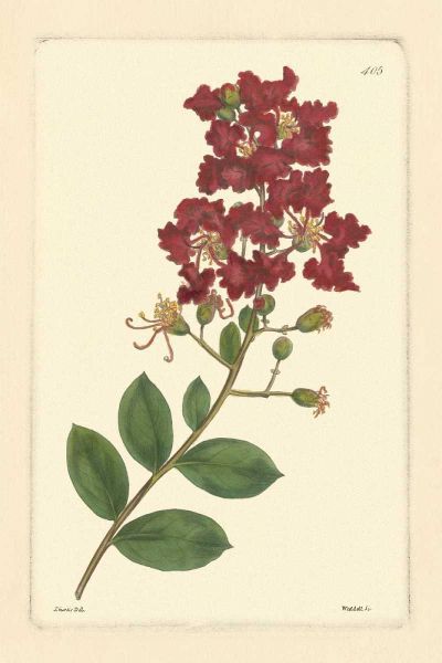Red Curtis Botanical II