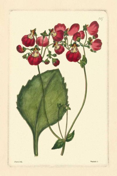 Red Curtis Botanical IV