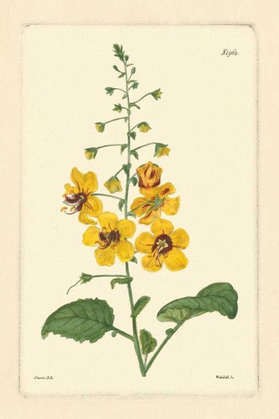 Yellow Curtis Botanical II