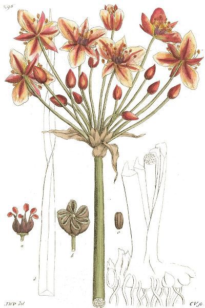 Antique Floral Plate IV