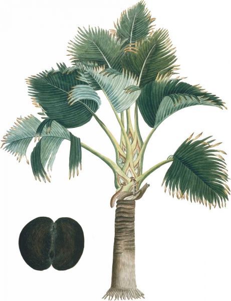 Exotic Palms III