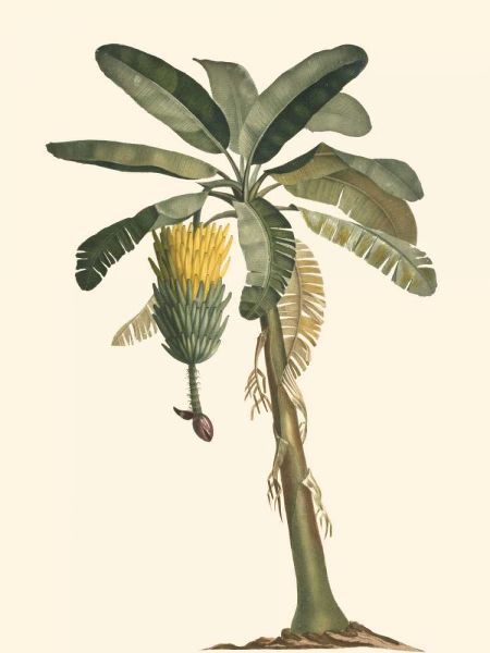 Exotic Palms VI