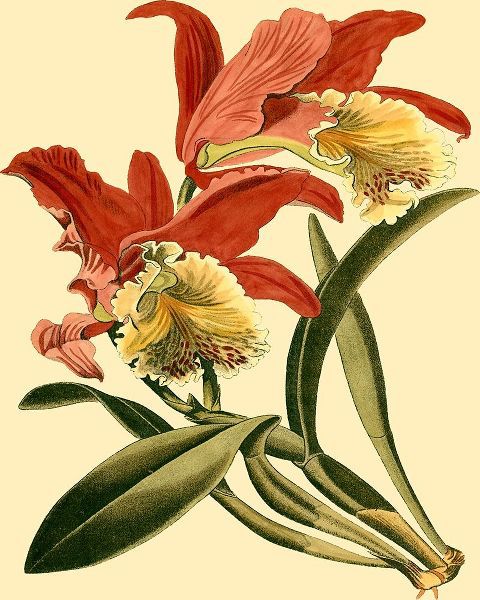 Mini Orchid Splendor IV
