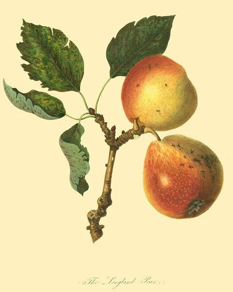 The Longland Pear