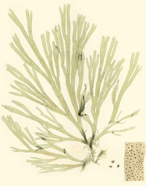 Marine Algae II