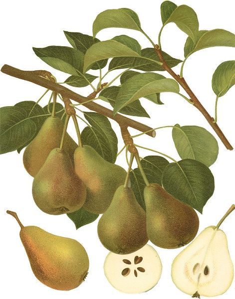 Pear Varieties III