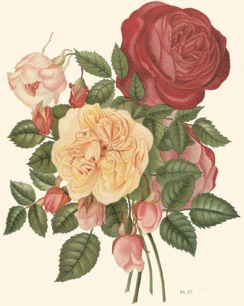 Vintage Roses I