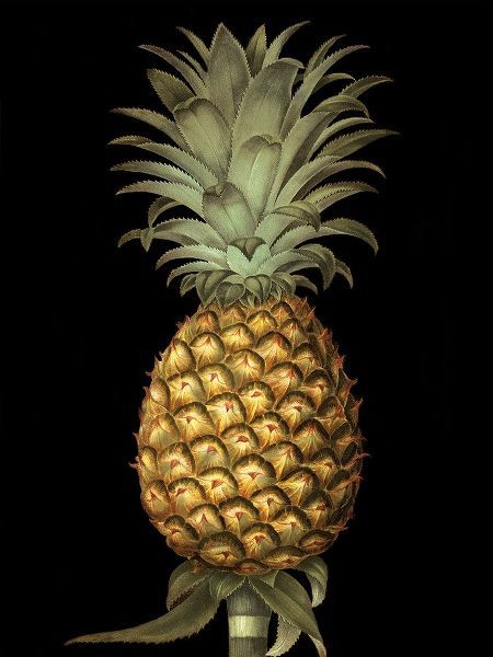 Brookshaw, George 아티스트의 Custom Brookshaw Exotic Pineapple I (CR) 작품