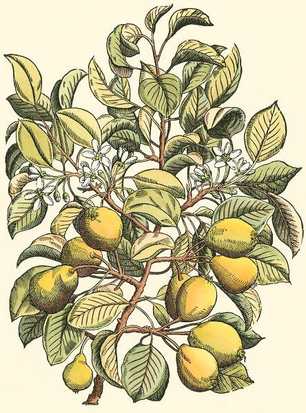 Pear Tree Branch