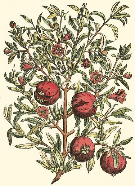 Pomegranate Tree Branch